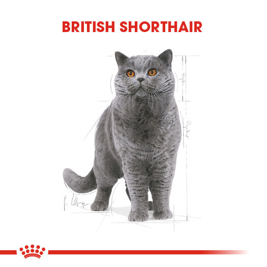 Royal Canin British Shorthair Yetişkin Kedi Konservesi 12x85gr (12li)