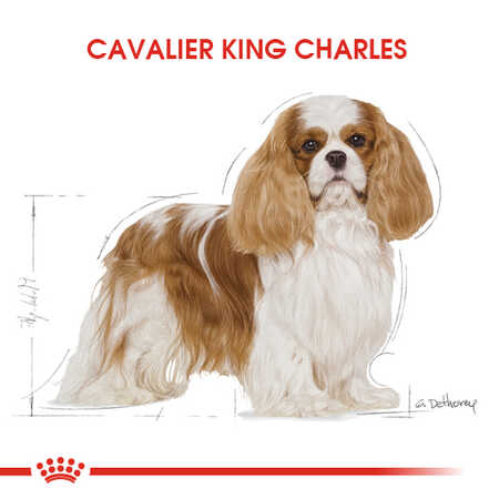Royal Canin Cavalier King Charles Adult Yetişkin Köpek Maması 1,5kg - Thumbnail