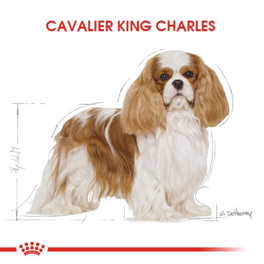 Royal Canin Cavalier King Charles Adult Yetişkin Köpek Maması 1,5kg