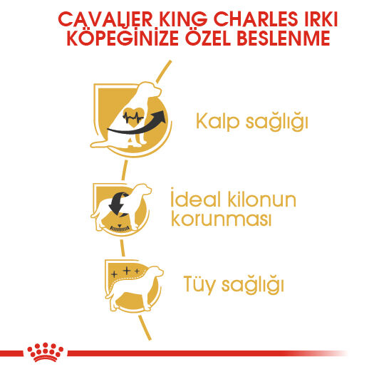 Royal Canin Cavalier King Charles Adult Yetişkin Köpek Maması 3kg