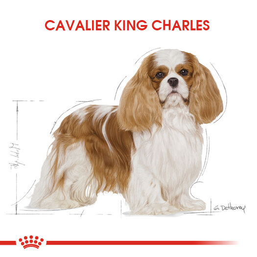 Royal Canin Cavalier King Charles Adult Yetişkin Köpek Maması 3kg