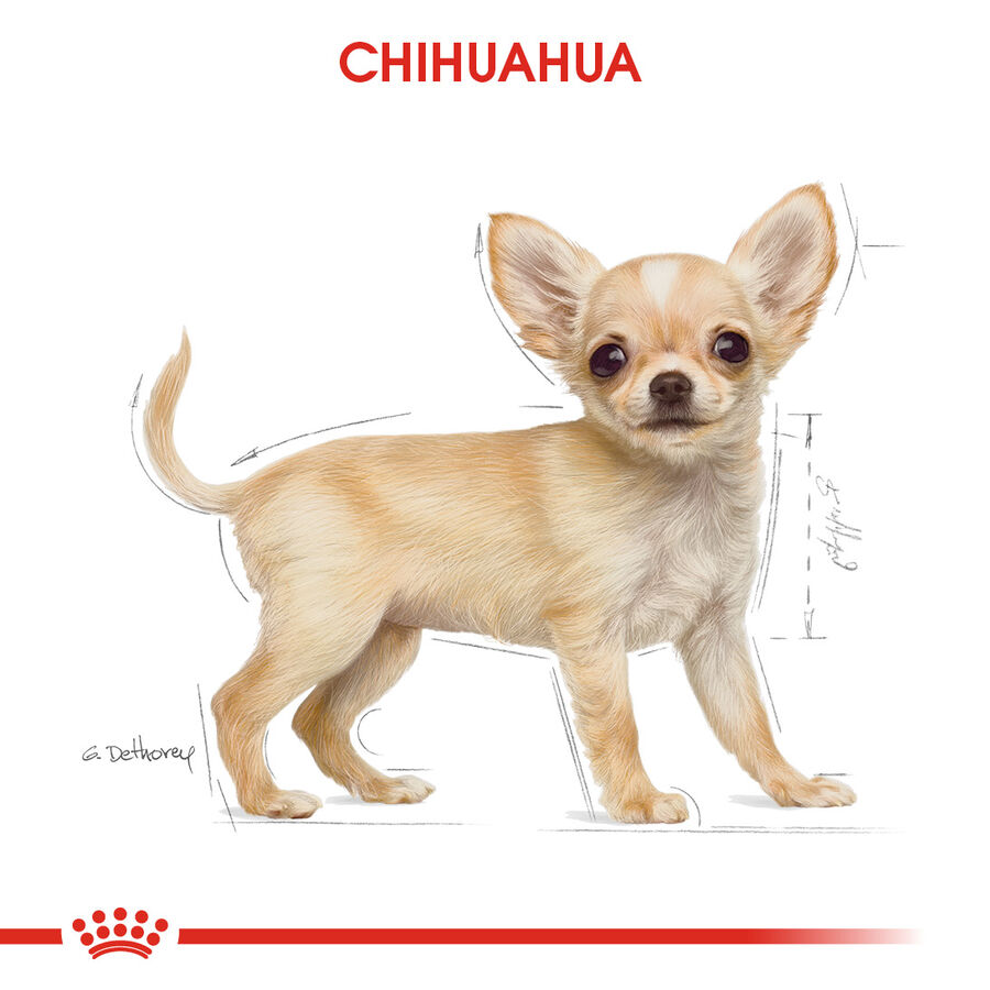 Royal Canin Chihuahua Puppy Yavru Köpek Maması 1,5kg