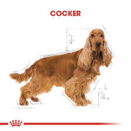 Royal Canin Cocker Yetişkin Köpek Maması 3kg - Thumbnail