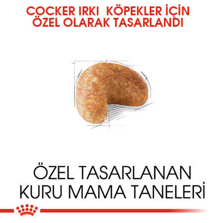 Royal Canin Cocker Yetişkin Köpek Maması 3kg - Thumbnail