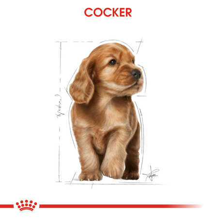 Royal Canin Cocker Puppy Yavru Köpek Maması 3kg - Thumbnail