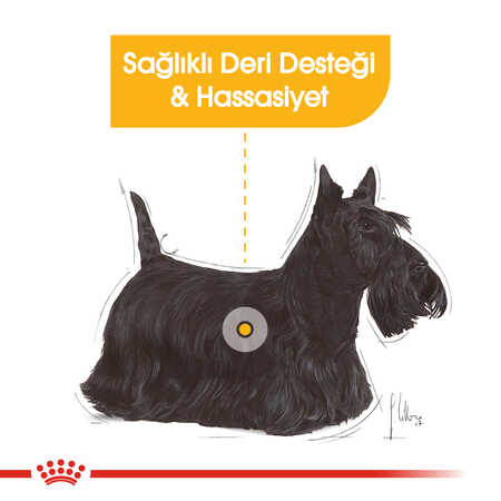 Royal Canin Dermacomfort Hassas Derili Yetişkin Köpek Konservesi 85gr - Thumbnail