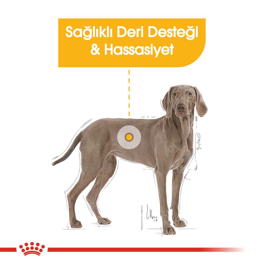 Royal Canin Dermacomfort Maxi Yetişkin Köpek Maması 12kg