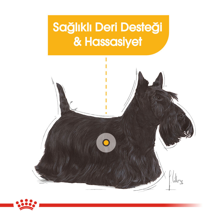 Royal Canin Dermacomfort Mini Hassas Derili Küçük Irk Köpek Maması 3kg