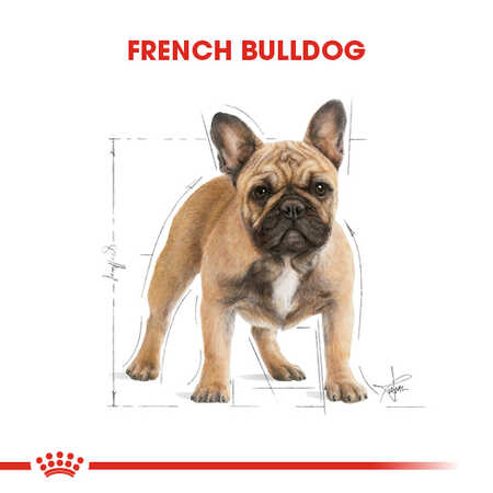 Royal Canin French Bulldog Yetişkin Köpek Maması 3kg - Thumbnail