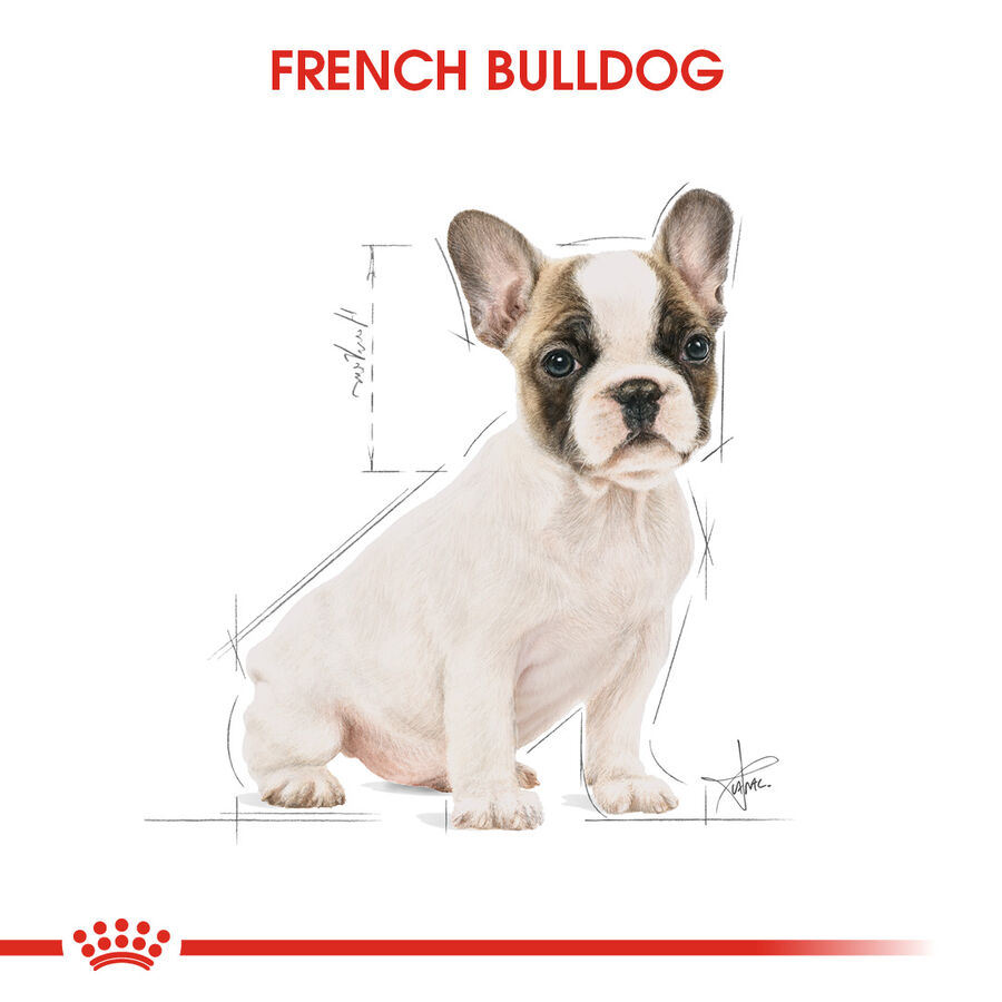 Royal Canin French Bulldog Puppy Yavru Köpek Maması 3kg