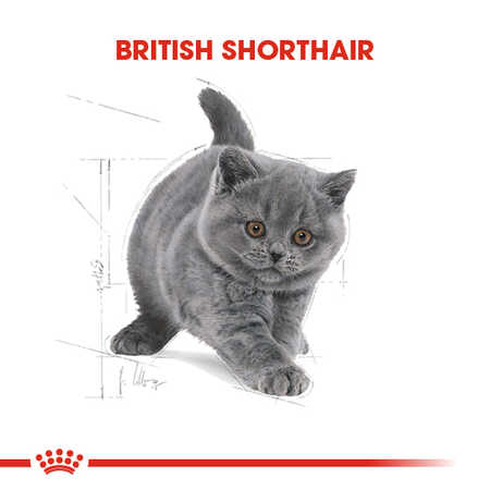Royal Canin British Shorthair Kitten Yavru Kedi Maması 2kg - Thumbnail