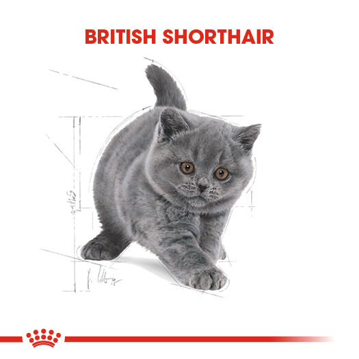 Royal Canin British Shorthair Kitten Yavru Kedi Maması 2kg