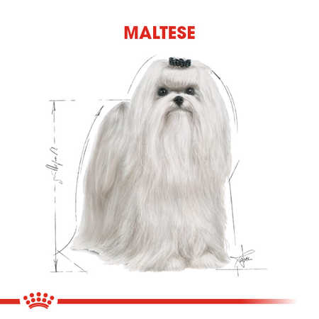 Royal Canin Maltese Yetişkin Köpek Maması 1,5kg - Thumbnail