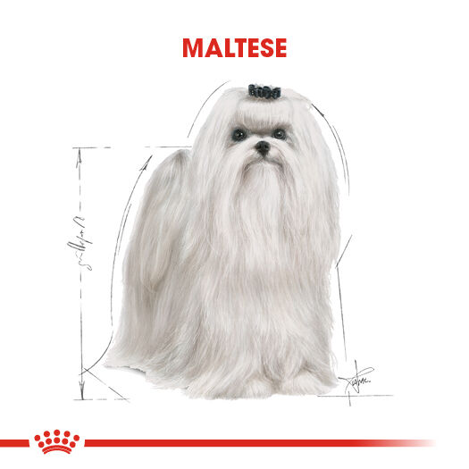 Royal Canin Maltese Yetişkin Köpek Maması 1,5kg