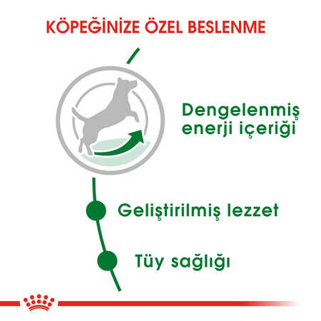 Royal Canin Mini Adult Küçük Irk Yetişkin Köpek Maması 4kg - Thumbnail