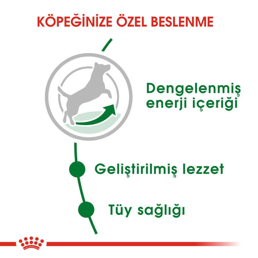 Royal Canin Mini Adult Küçük Irk Yetişkin Köpek Maması 8kg