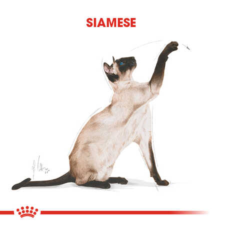 Royal Canin Siamese Siyam Irkı Yetişkin Kedi Maması 2kg - Thumbnail