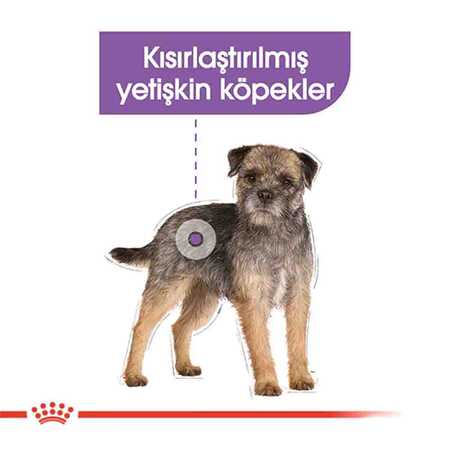 Royal Canin Sterilised Mini Kısırlaştırılmış Küçük Irk Köpek Maması 3kg - Thumbnail