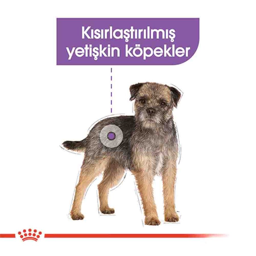 Royal Canin Sterilised Mini Kısırlaştırılmış Küçük Irk Köpek Maması 3kg