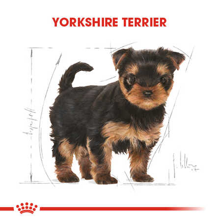 Royal Canin Yorkshire Terrier Puppy Yavru Köpek Maması 1,5kg - Thumbnail