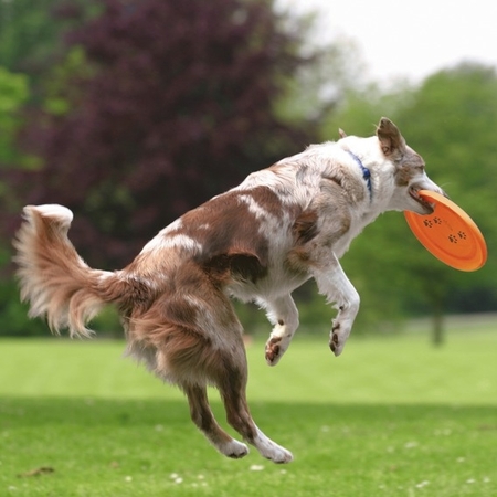 Trixie Köpek Agility Frizbi Ø19cm - Thumbnail