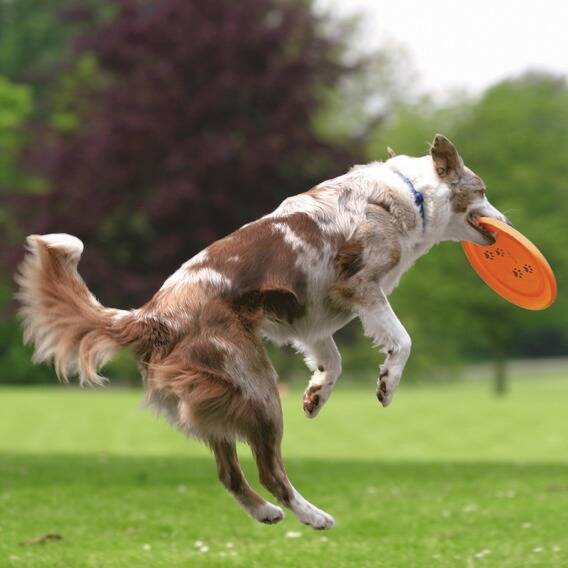 Trixie Köpek Agility Frizbi Ø19cm